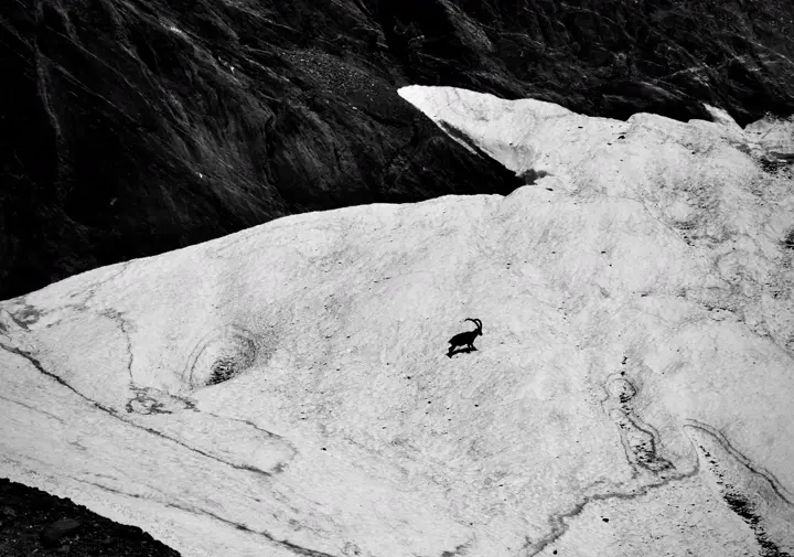 Bouquetin des Alpes