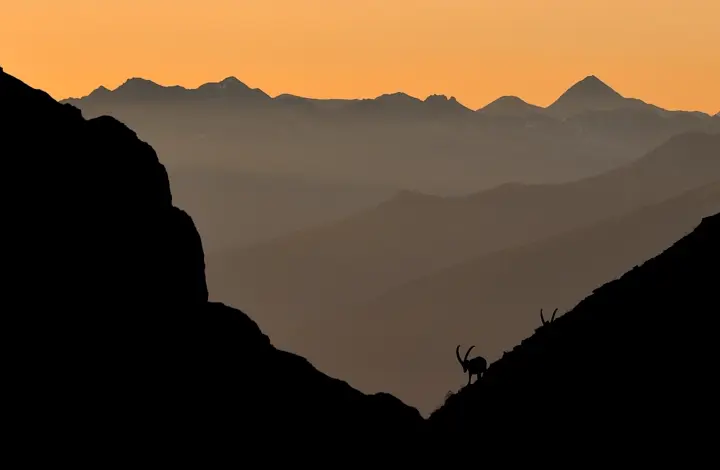 Bouquetin des Alpes