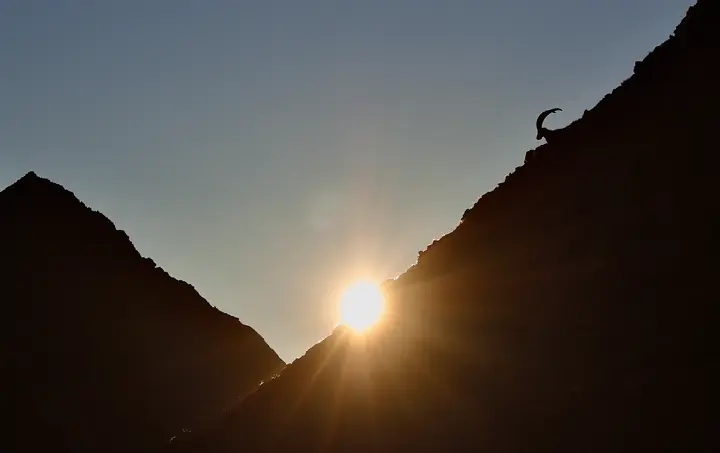Bouquetin des Alpes