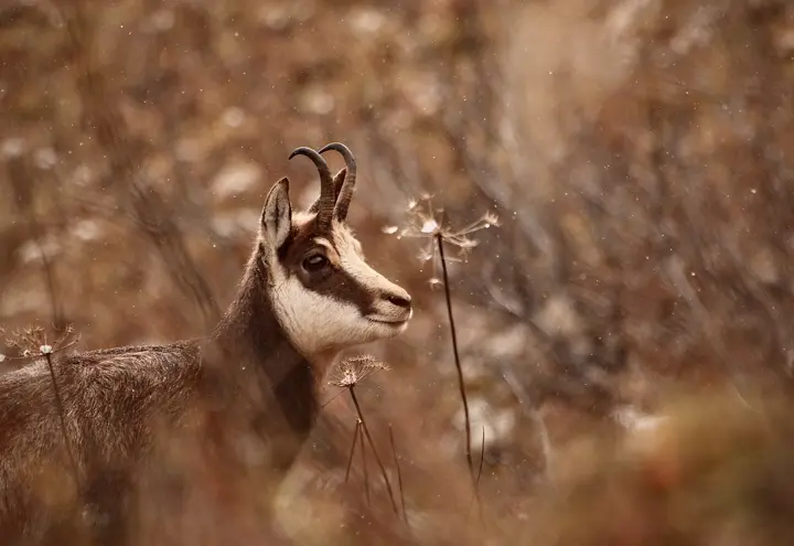 Chamois