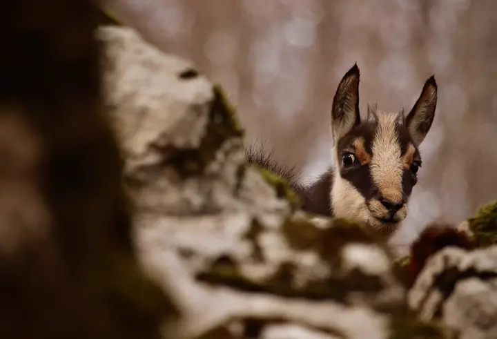 Chamois