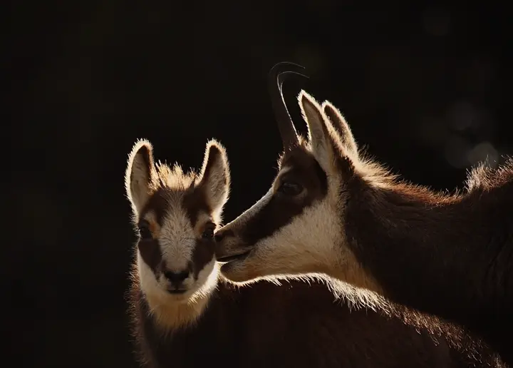 Chamois