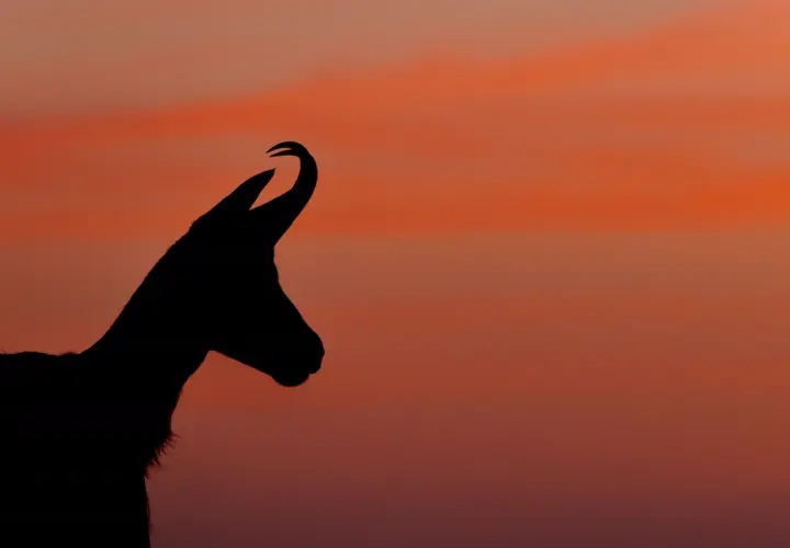 Chamois