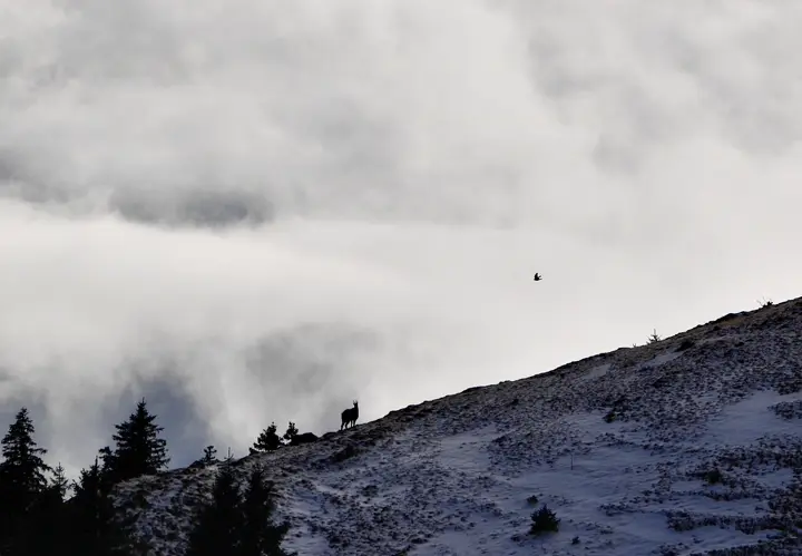Chamois