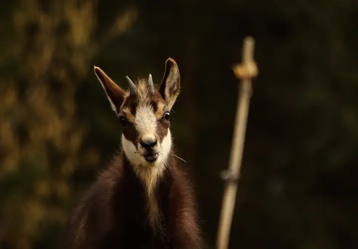 Chamois