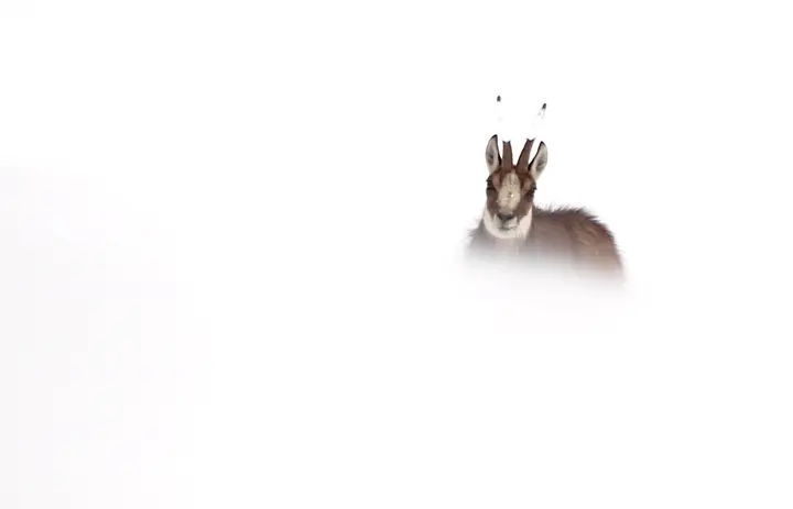 Chamois