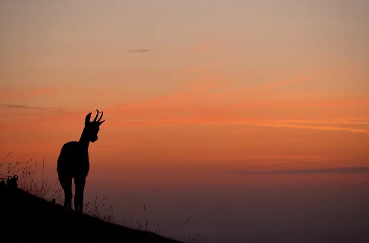 Chamois