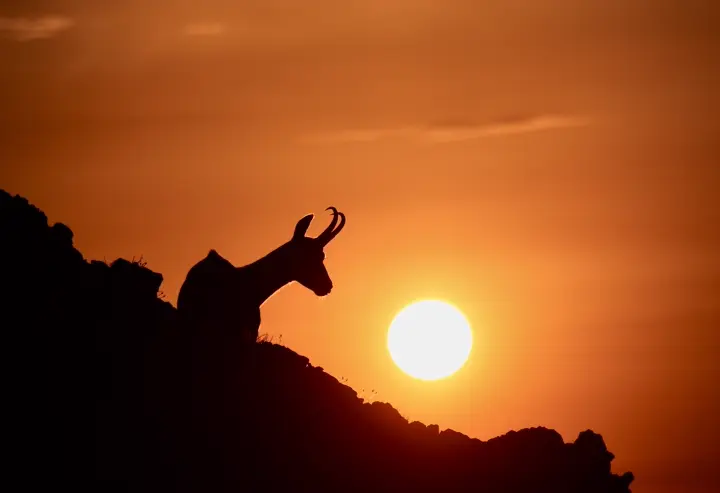 Chamois