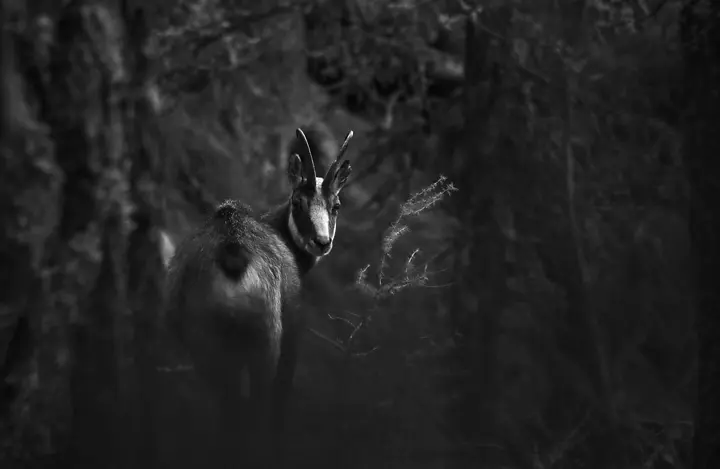 Chamois