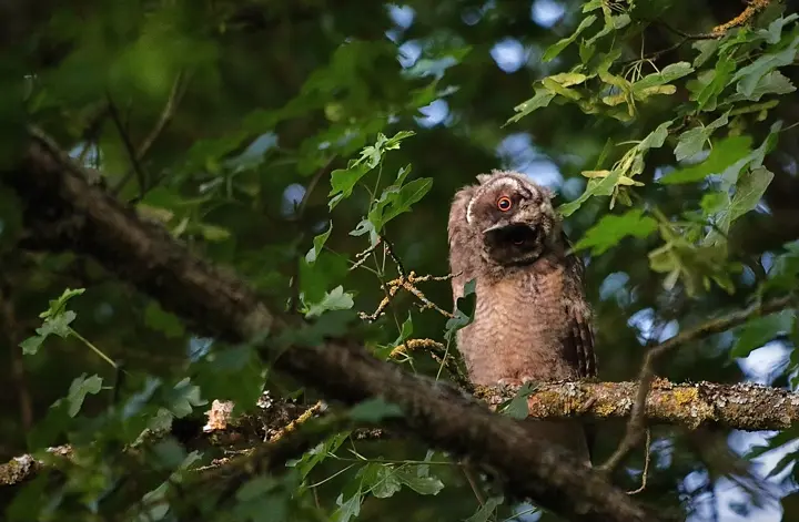 Hibou moyen duc junévile